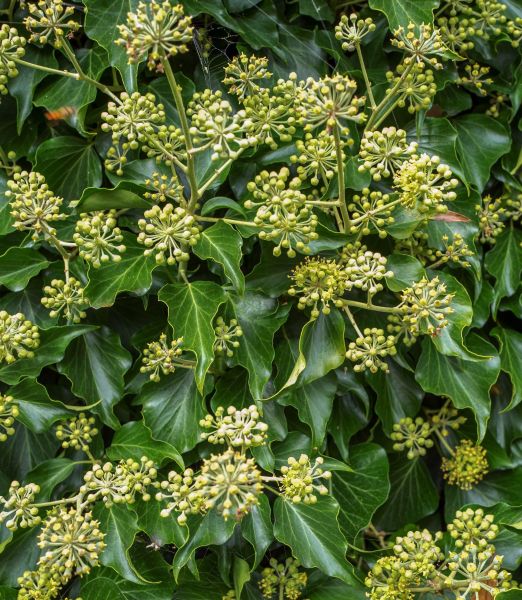 Hedera helix 'Arborescens'
